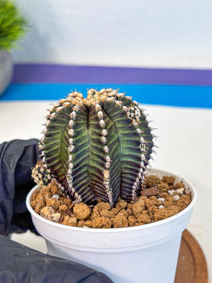 Gymnocalycium Starline (gy16) (16) | Variegated cactus