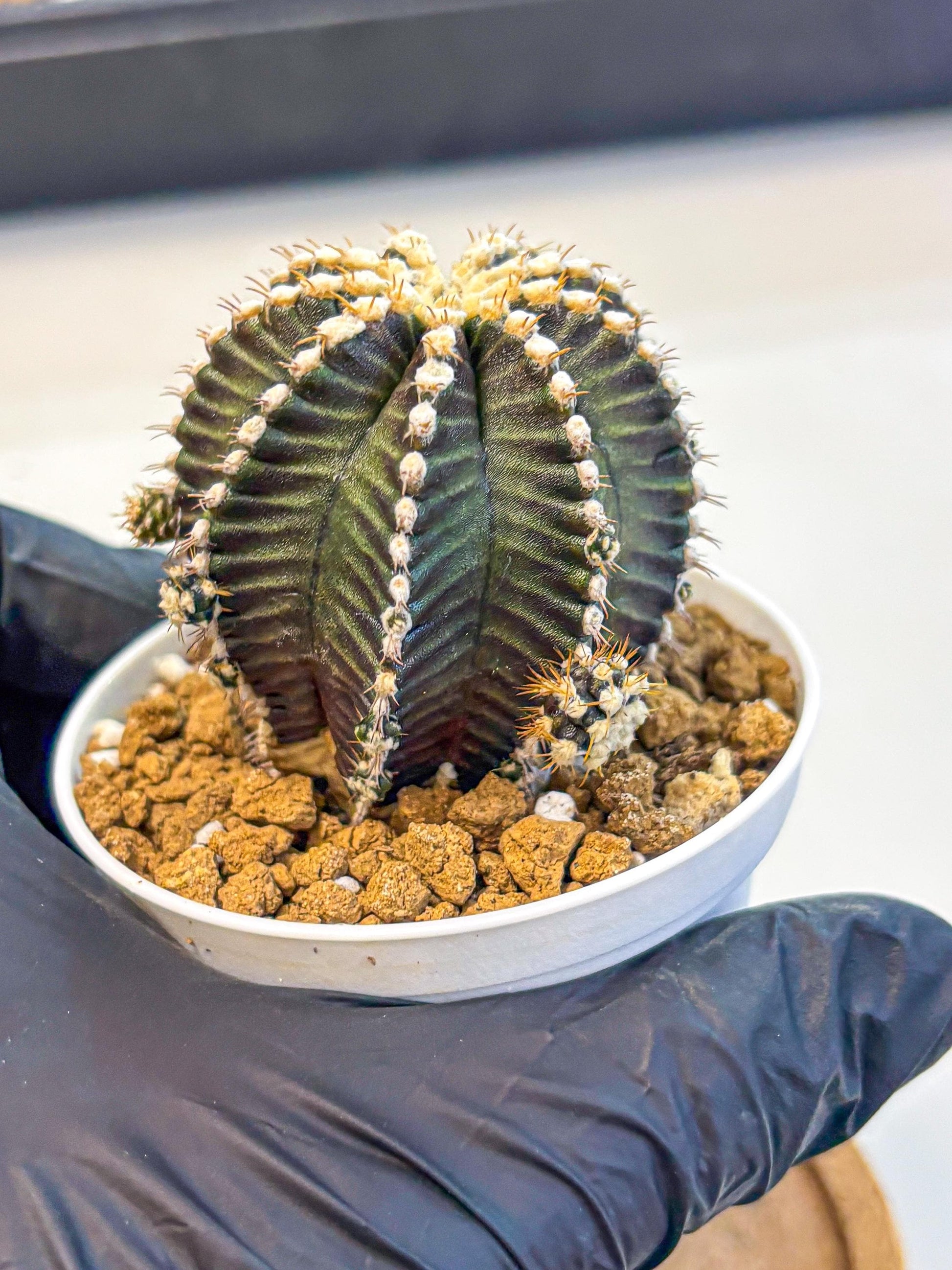 Gymnocalycium Starline (gy16) (16) | Variegated cactus