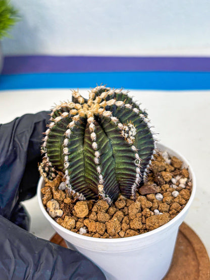 Gymnocalycium Starline (gy16) (16) | Variegated cactus