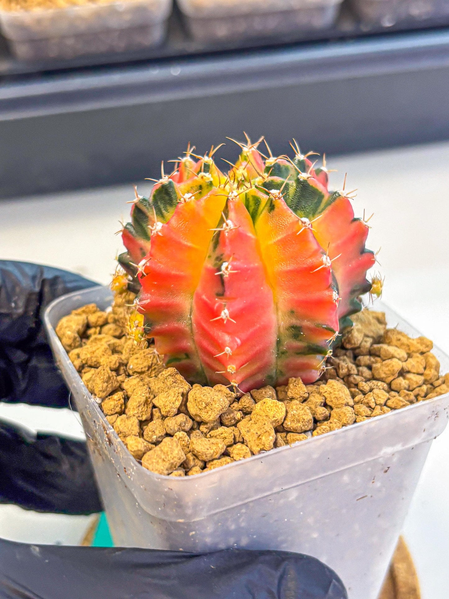 Gymnocalycium No Nmae (gy17) (gg) | Collector’s Edition