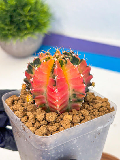 Gymnocalycium No Nmae (gy17) (gg) | Collector’s Edition