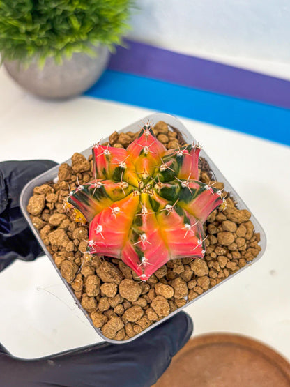 Gymnocalycium No Nmae (gy17) (gg) | Collector’s Edition