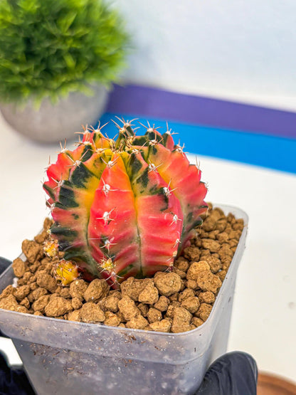 Gymnocalycium No Nmae (gy17) (gg) | Collector’s Edition