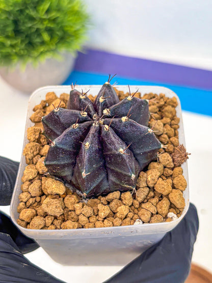 Gymnocalycium oo (gy17) (bb) | Collector’s Edition