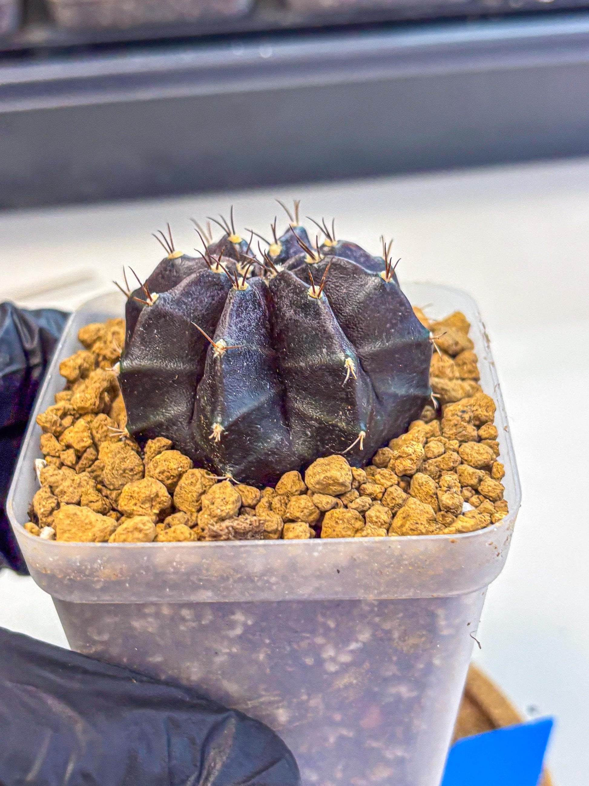 Gymnocalycium oo (gy17) (bb) | Collector’s Edition