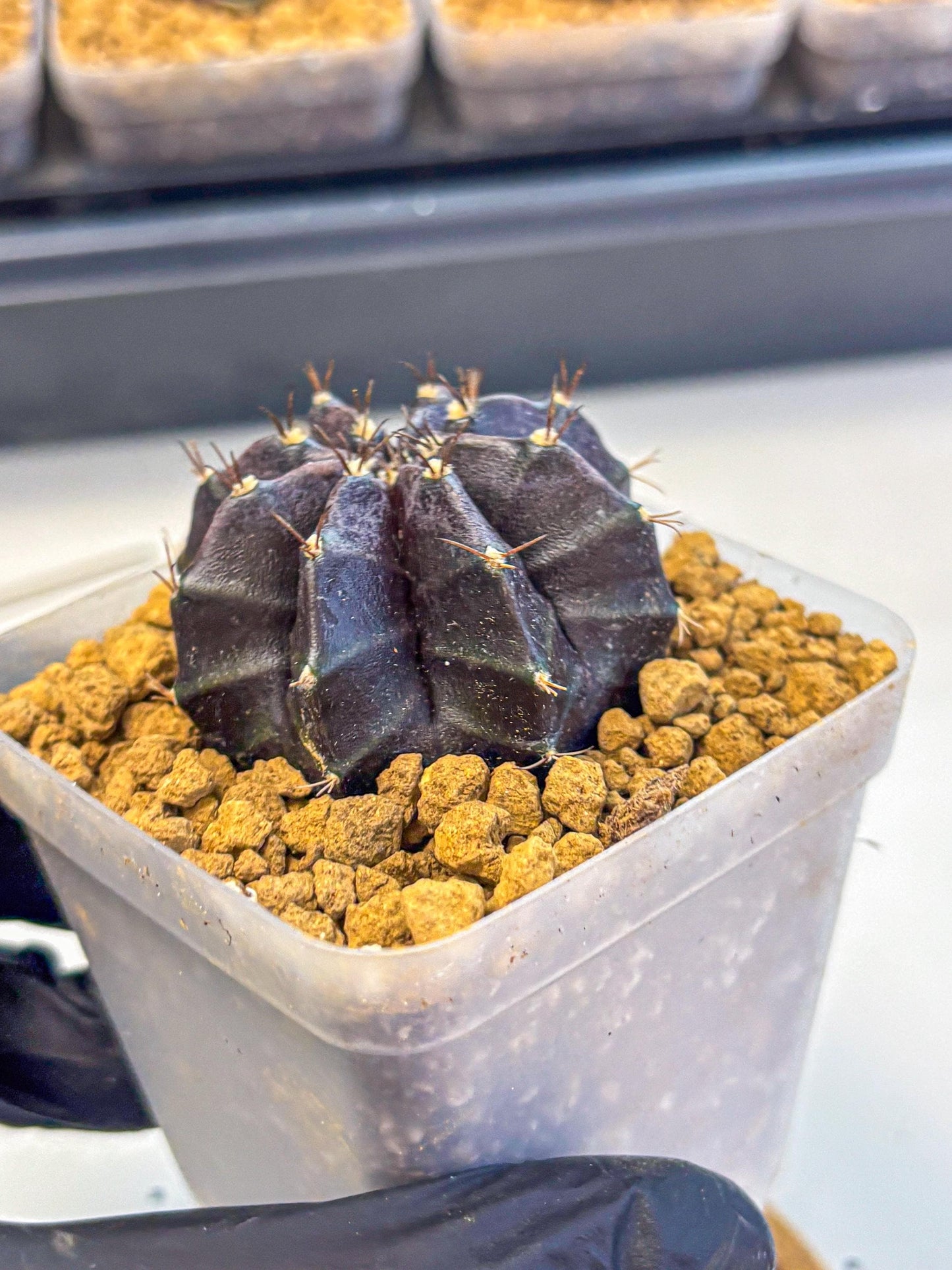 Gymnocalycium oo (gy17) (bb) | Collector’s Edition