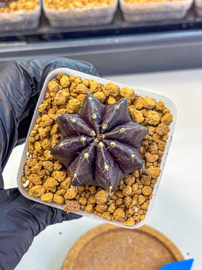 Gymnocalycium oo (gy17) (bb) | Collector’s Edition