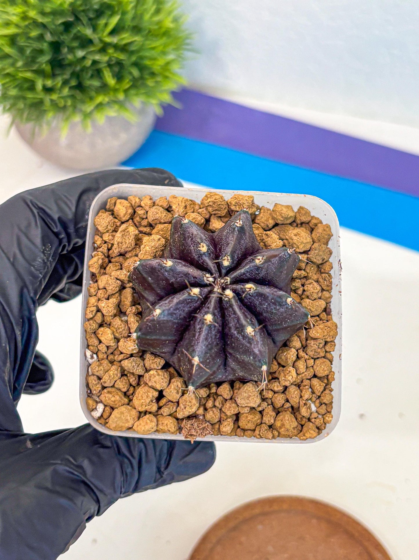 Gymnocalycium oo (gy17) (bb) | Collector’s Edition