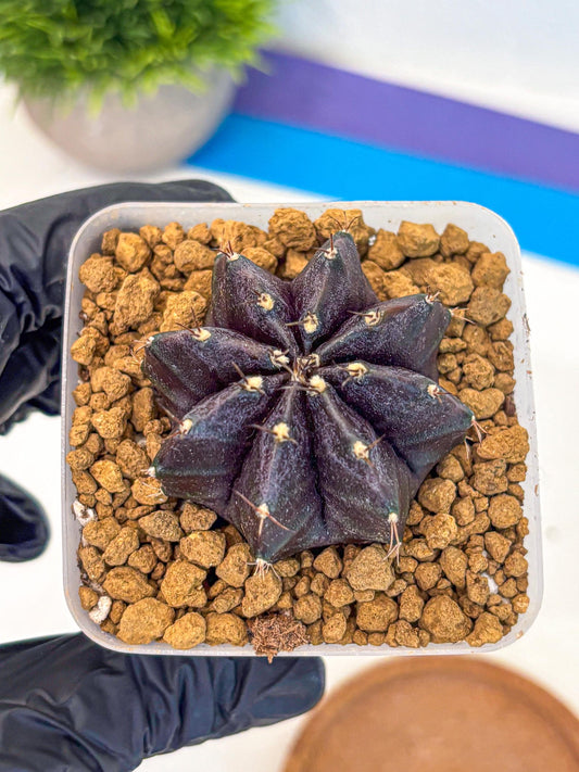 Gymnocalycium oo (gy17) (bb) | Collector’s Edition