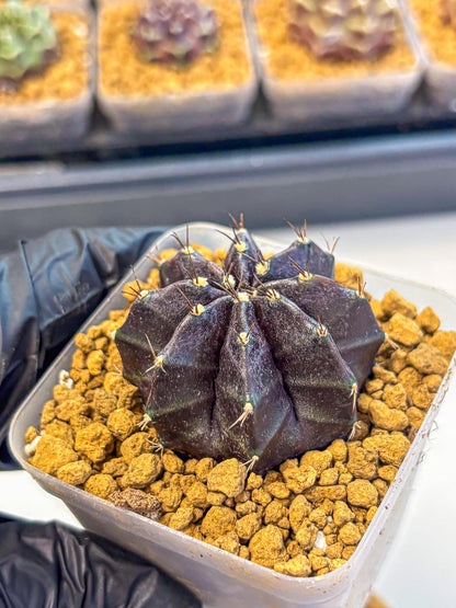 Gymnocalycium oo (gy17) (bb) | Collector’s Edition