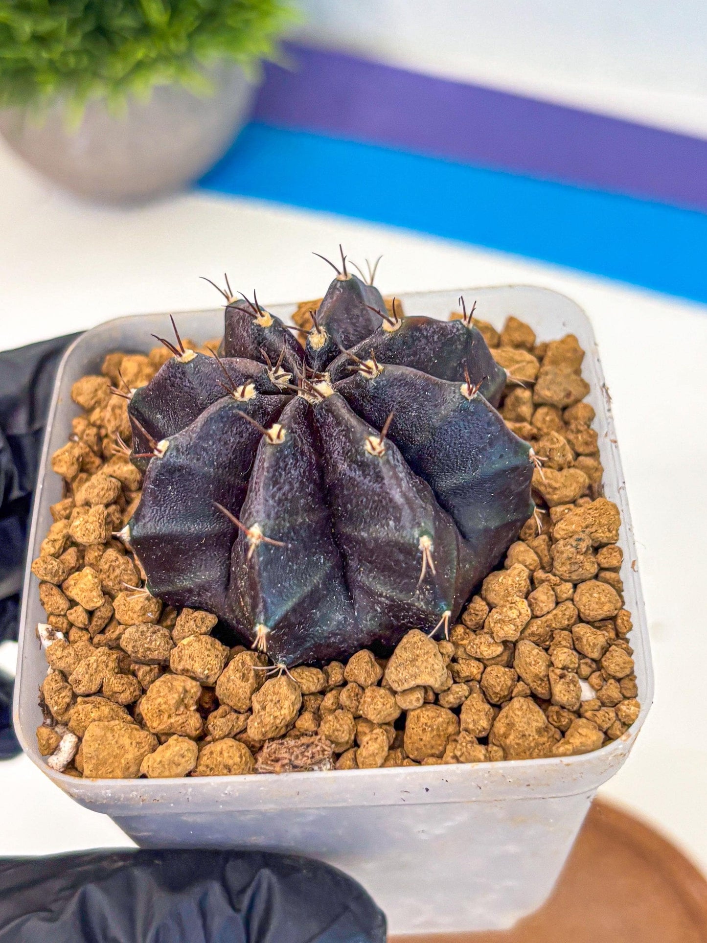 Gymnocalycium oo (gy17) (bb) | Collector’s Edition