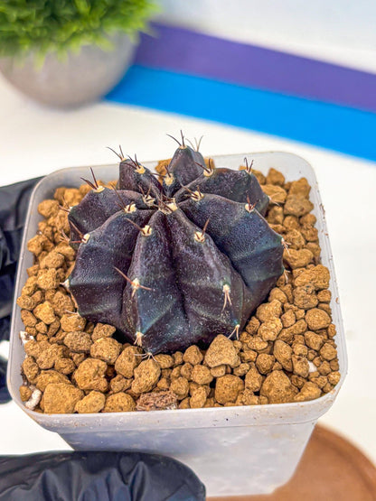 Gymnocalycium oo (gy17) (bb) | Collector’s Edition