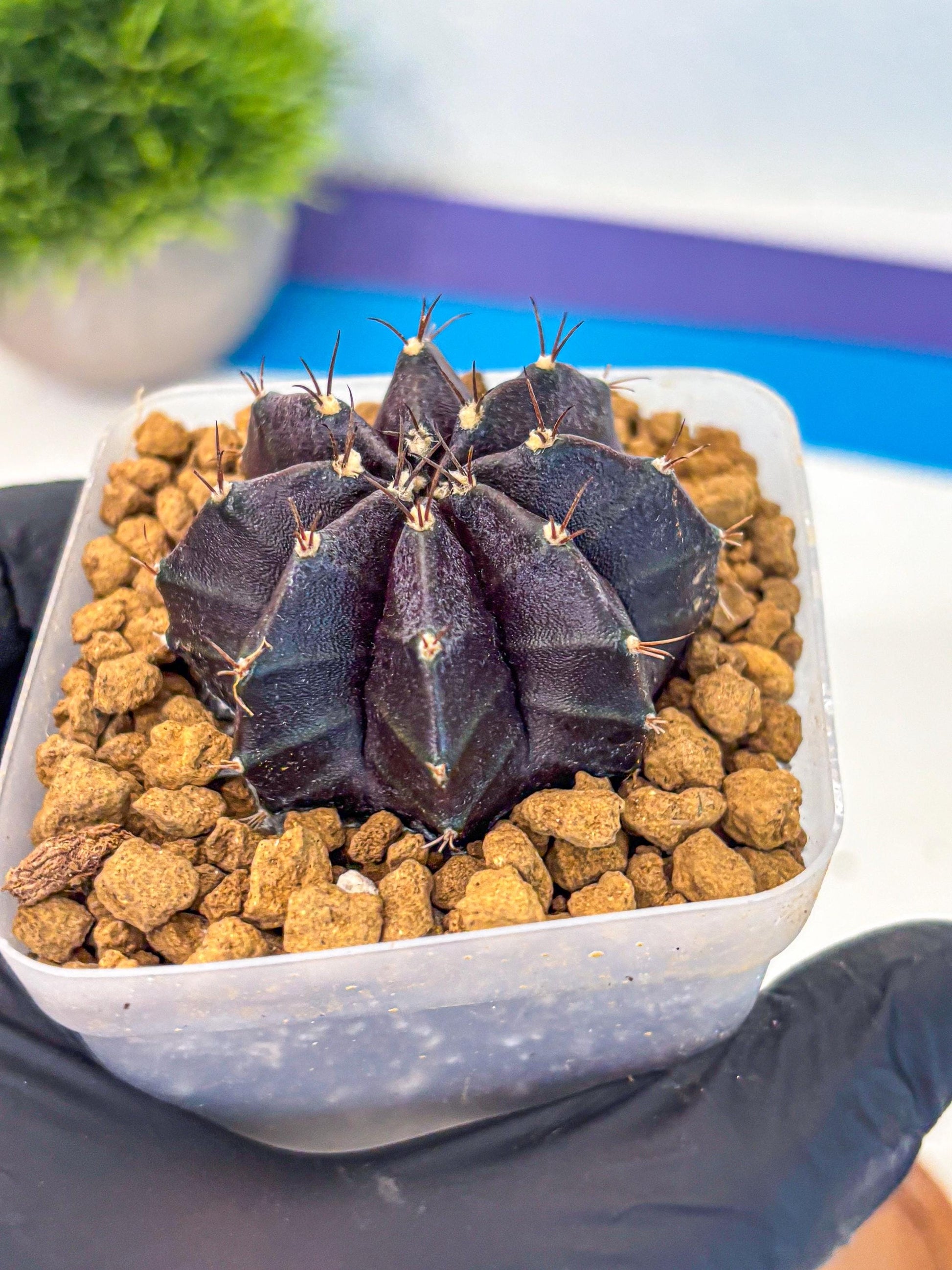 Gymnocalycium oo (gy17) (rr) | Collector’s Edition
