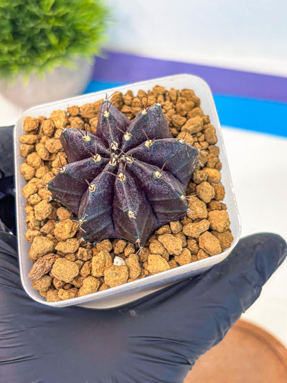 Gymnocalycium oo (gy17) (rr) | Collector’s Edition