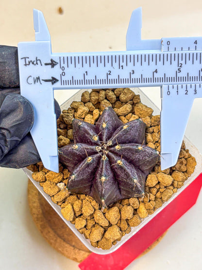 Gymnocalycium oo (gy17) (rr) | Collector’s Edition