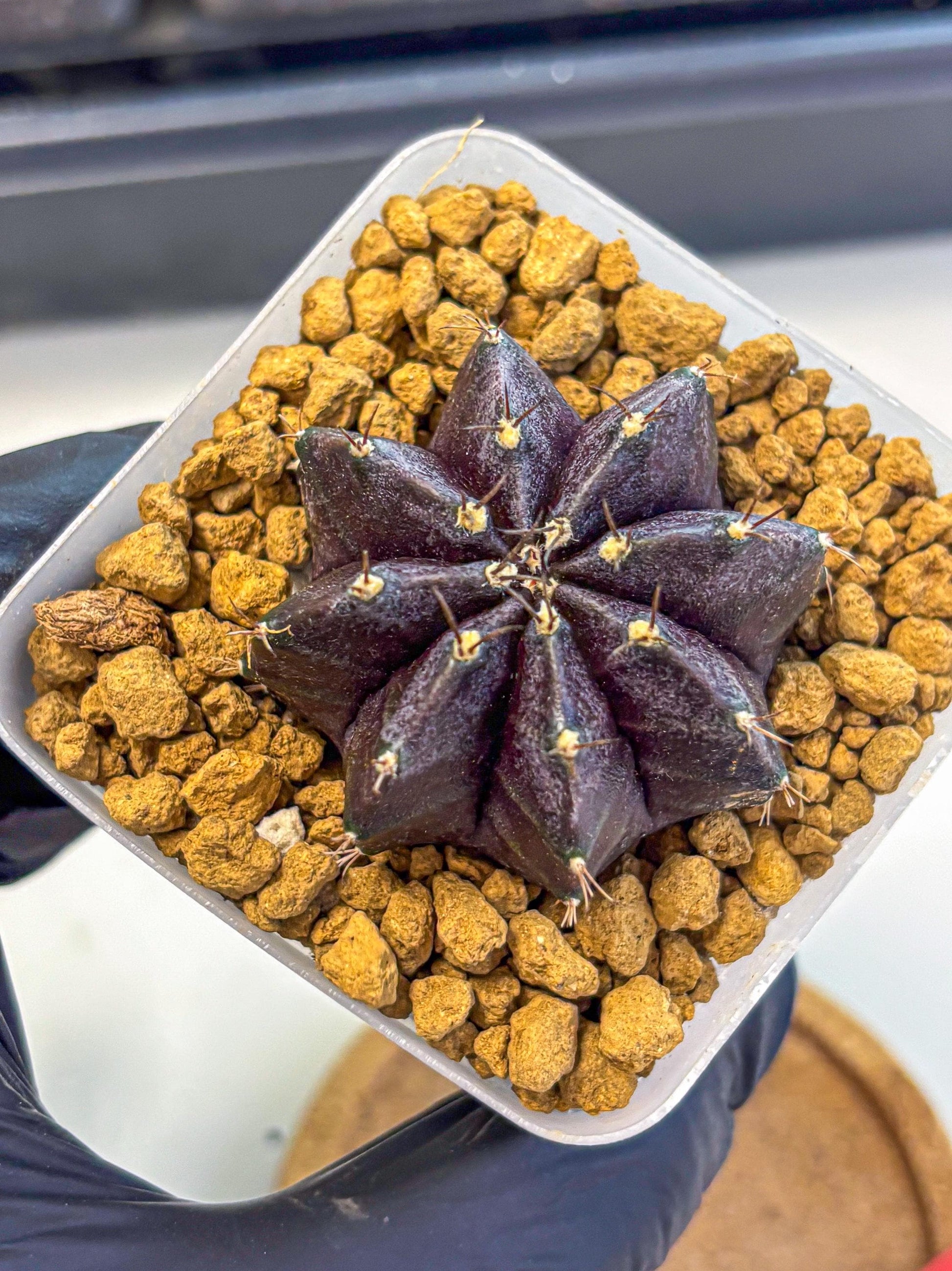 Gymnocalycium oo (gy17) (rr) | Collector’s Edition