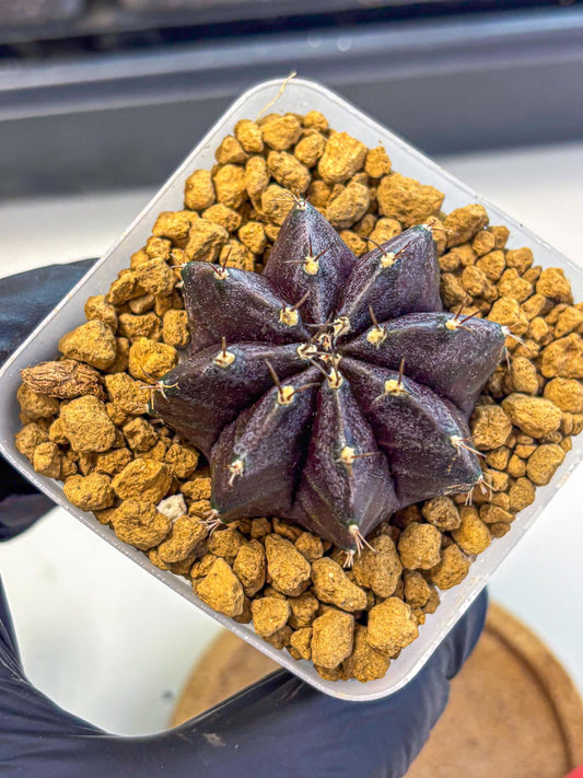 Gymnocalycium oo (gy17) (rr) | Collector’s Edition