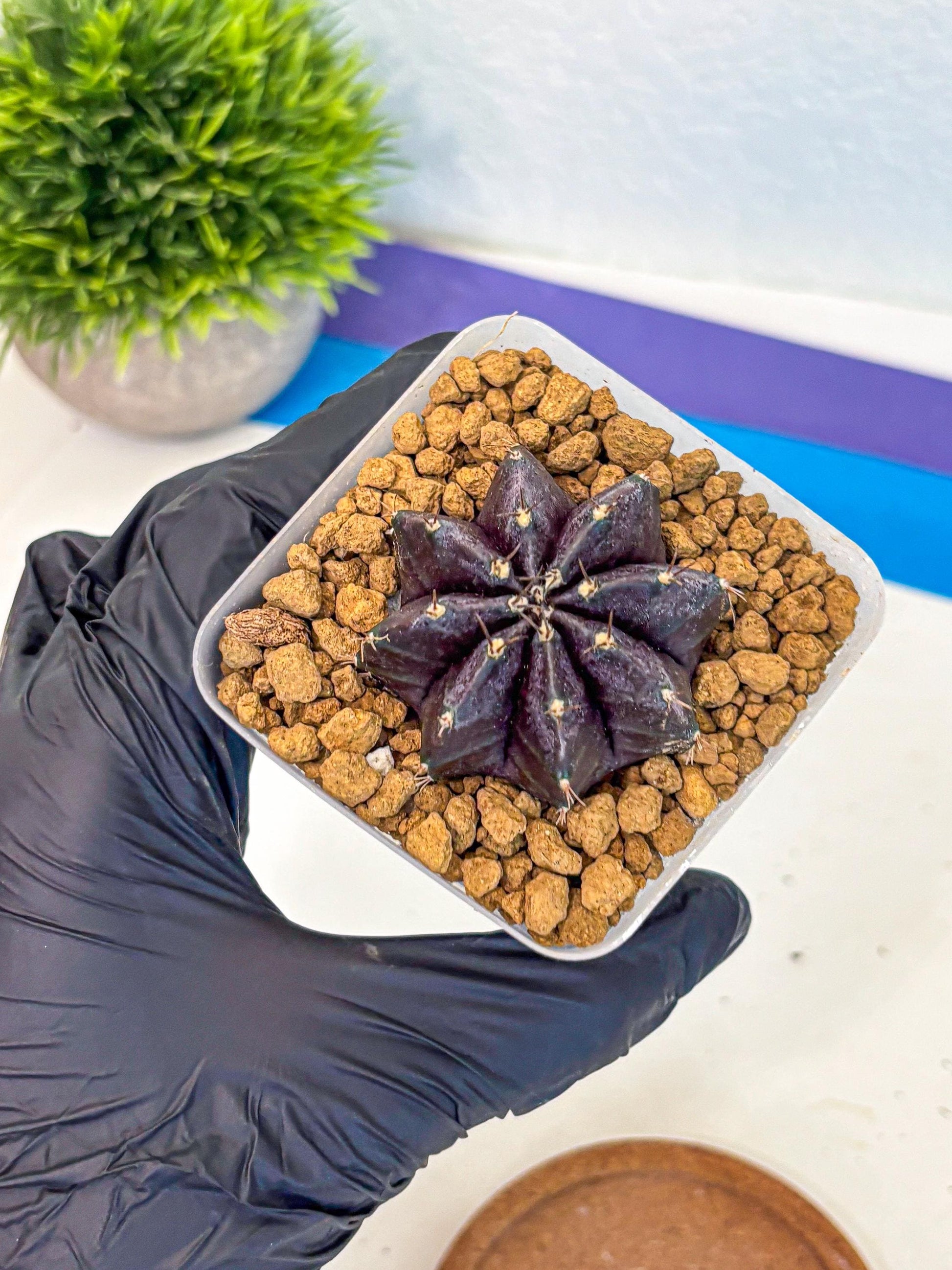 Gymnocalycium oo (gy17) (rr) | Collector’s Edition