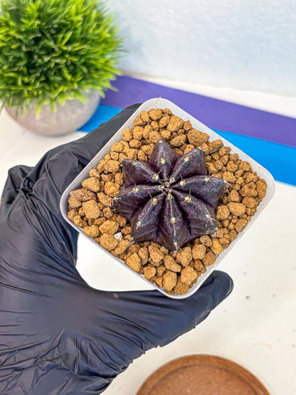Gymnocalycium oo (gy17) (rr) | Collector’s Edition