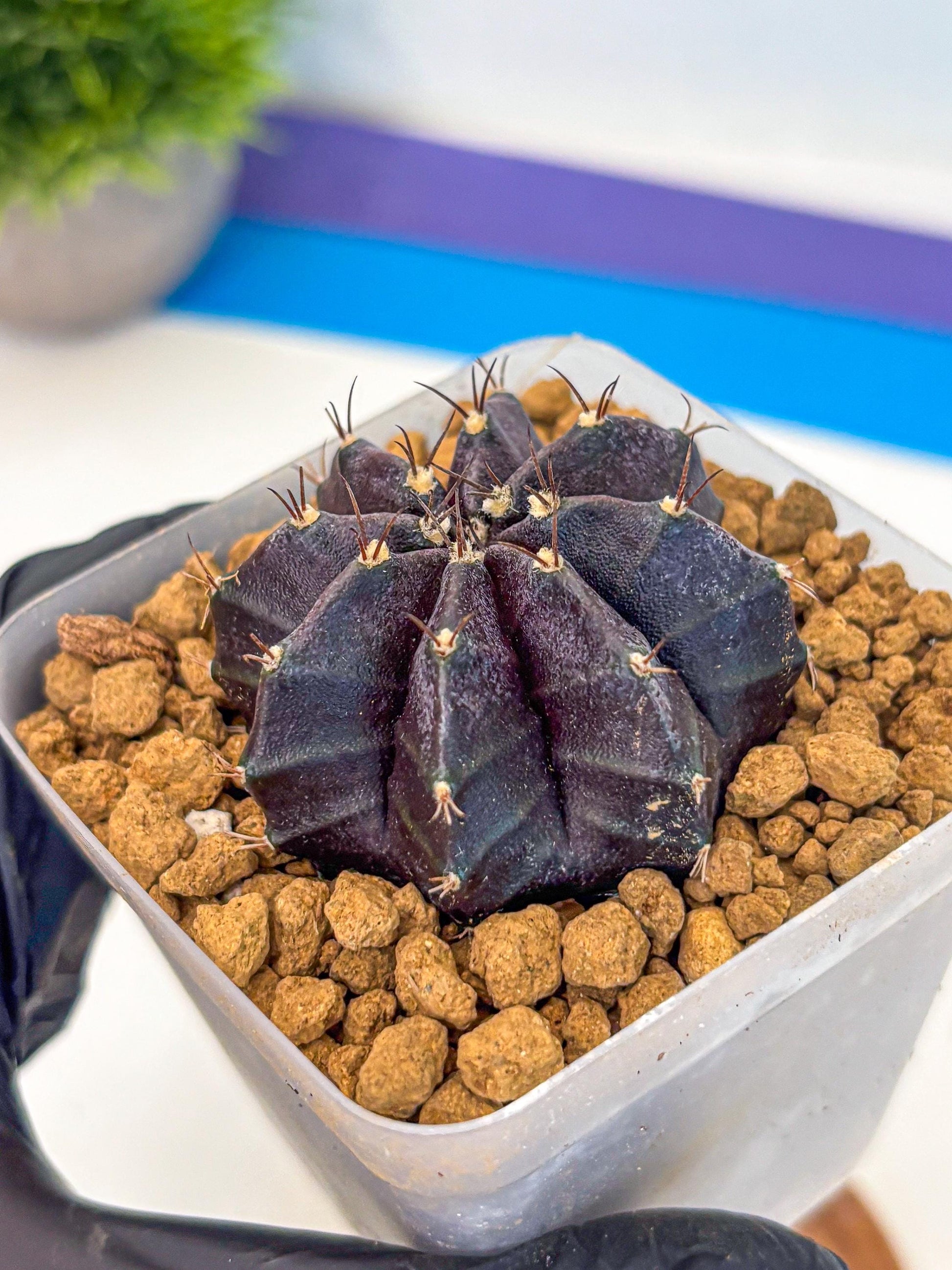 Gymnocalycium oo (gy17) (rr) | Collector’s Edition