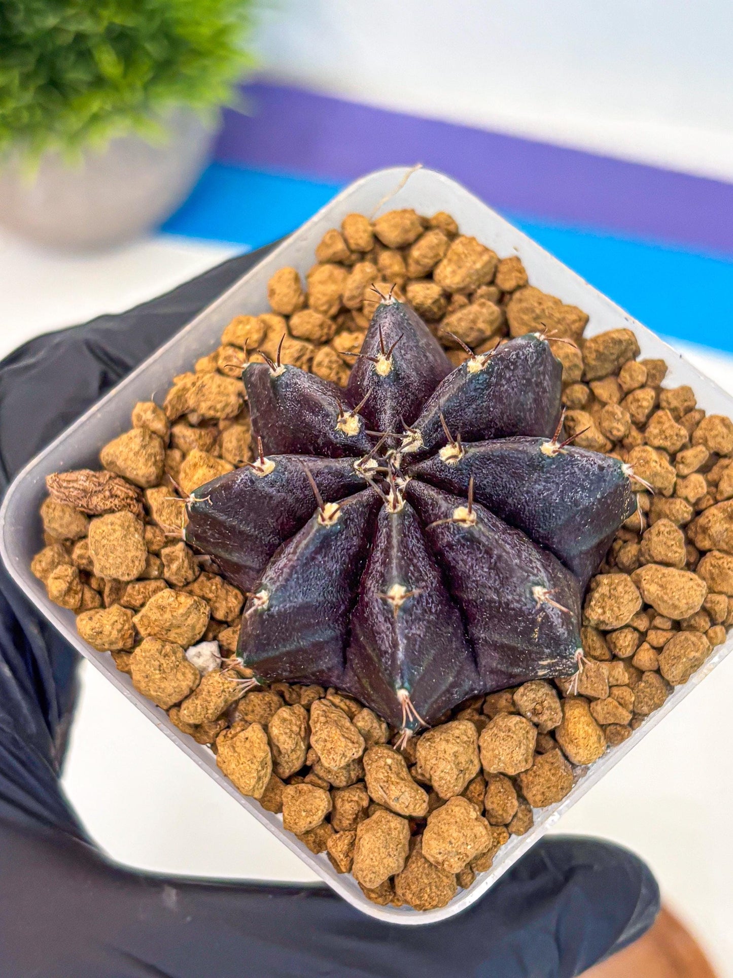 Gymnocalycium oo (gy17) (rr) | Collector’s Edition