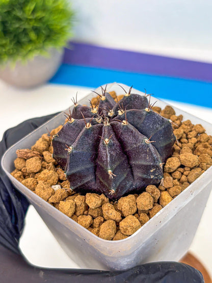Gymnocalycium oo (gy17) (rr) | Collector’s Edition