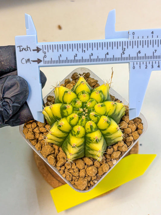 Gymnocalycium Pomelo (gy17) (yy) | Collector’s Edition