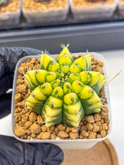 Gymnocalycium Pomelo (gy17) (yy) | Collector’s Edition