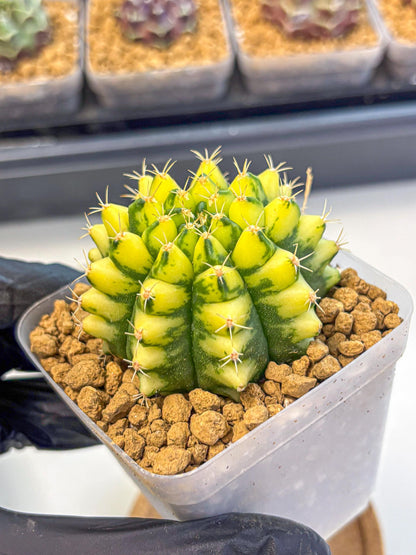 Gymnocalycium Pomelo (gy17) (yy) | Collector’s Edition