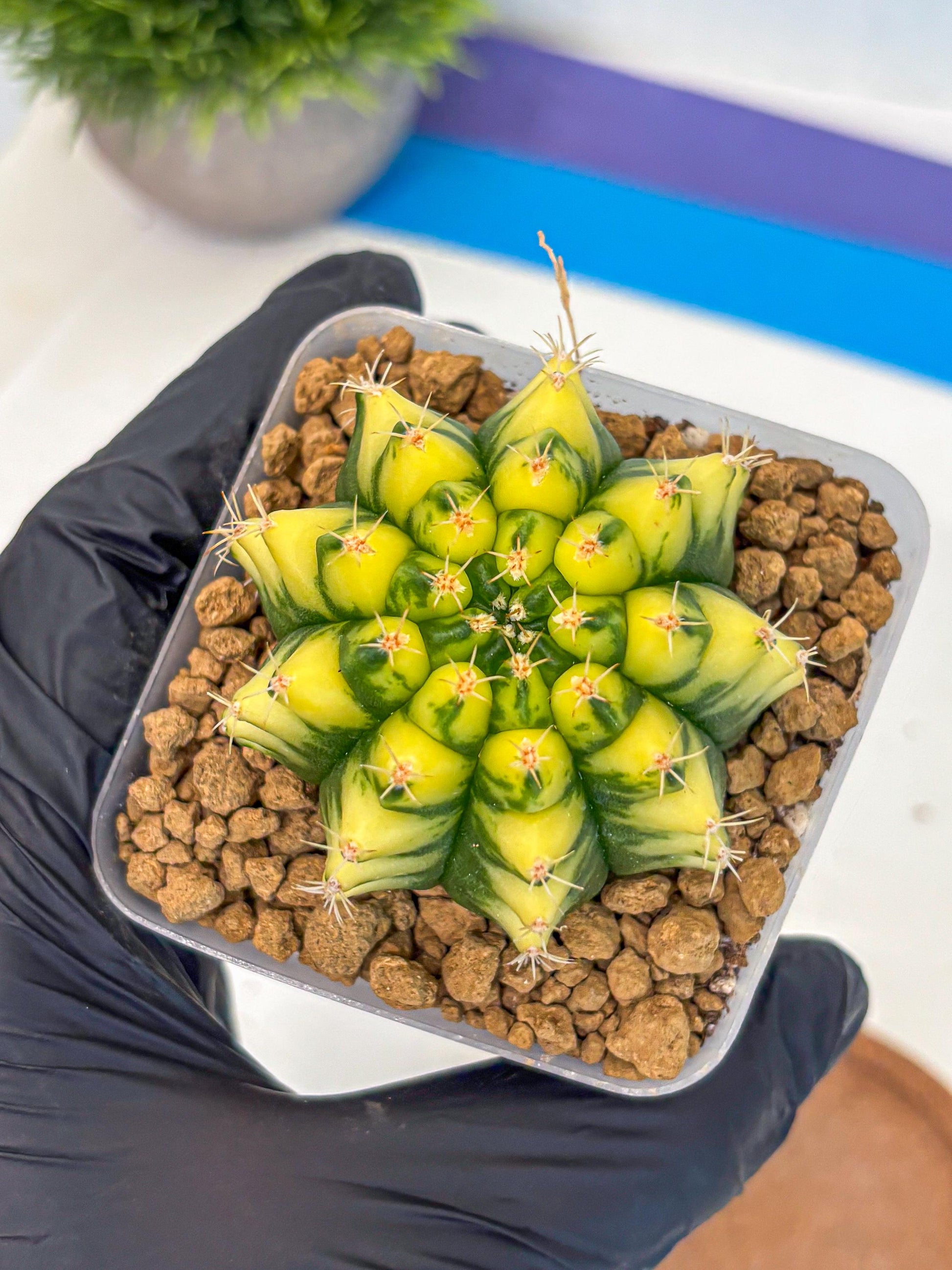 Gymnocalycium Pomelo (gy17) (yy) | Collector’s Edition