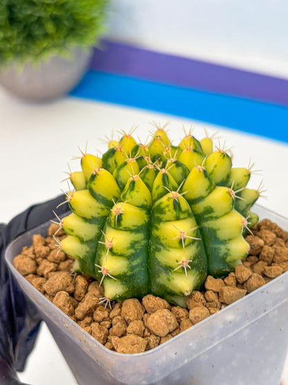 Gymnocalycium Pomelo (gy17) (yy) | Collector’s Edition
