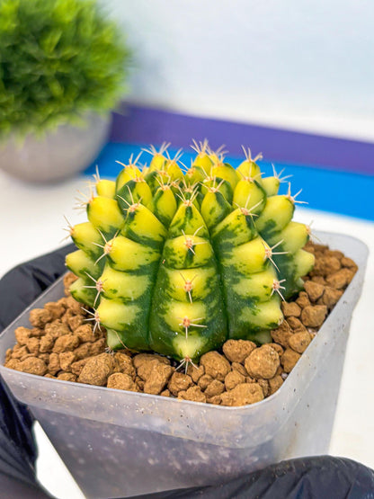 Gymnocalycium Pomelo (gy17) (yy) | Collector’s Edition