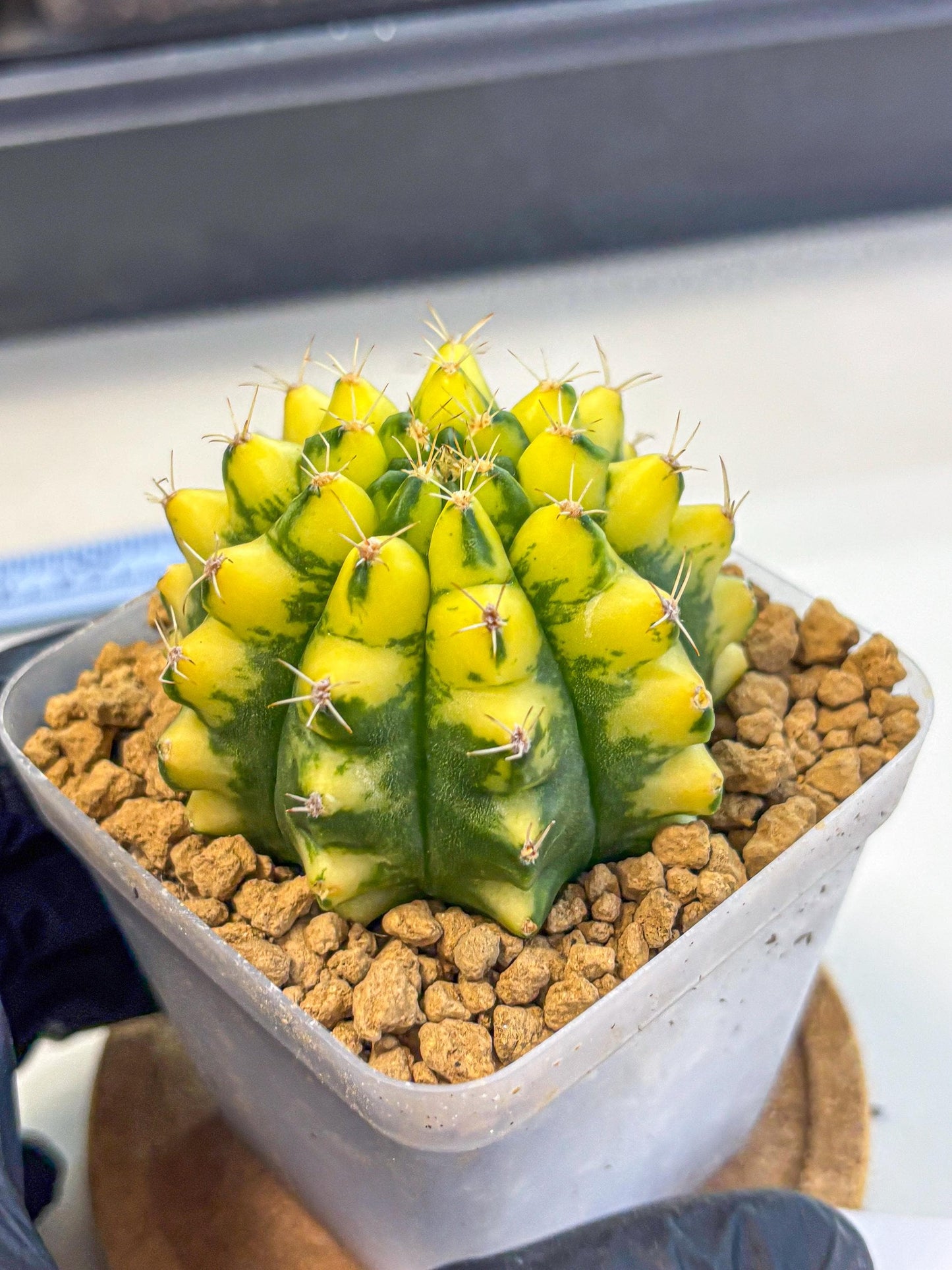 Gymnocalycium Pomelo (gy17) (01) | Collector’s Edition