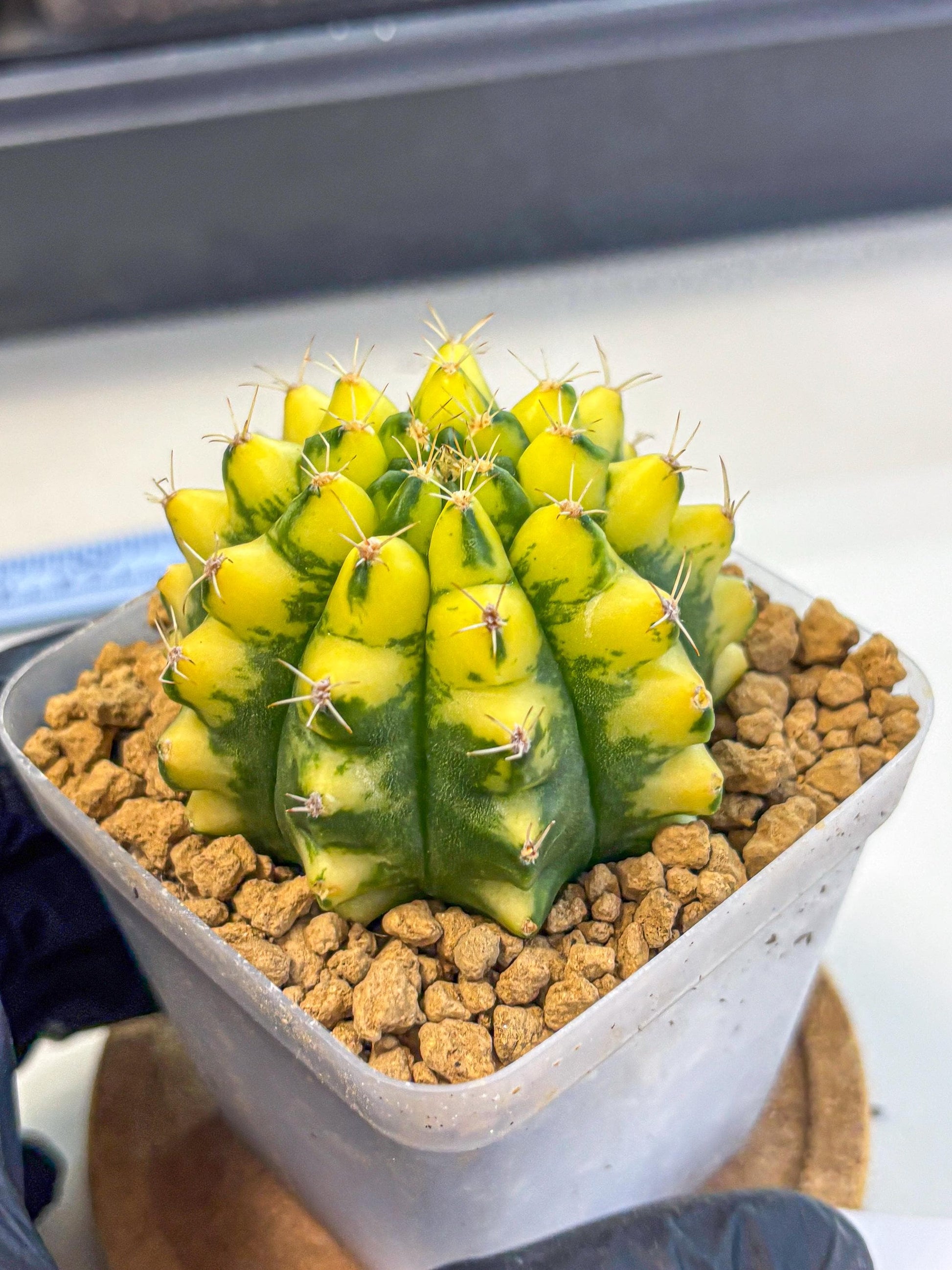 Gymnocalycium Pomelo (gy17) (01) | Collector’s Edition