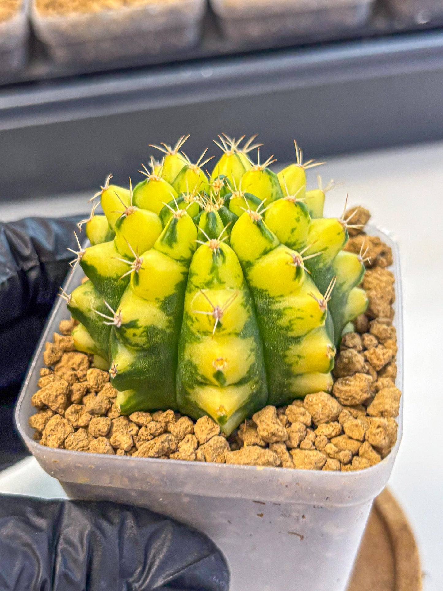 Gymnocalycium Pomelo (gy17) (01) | Collector’s Edition