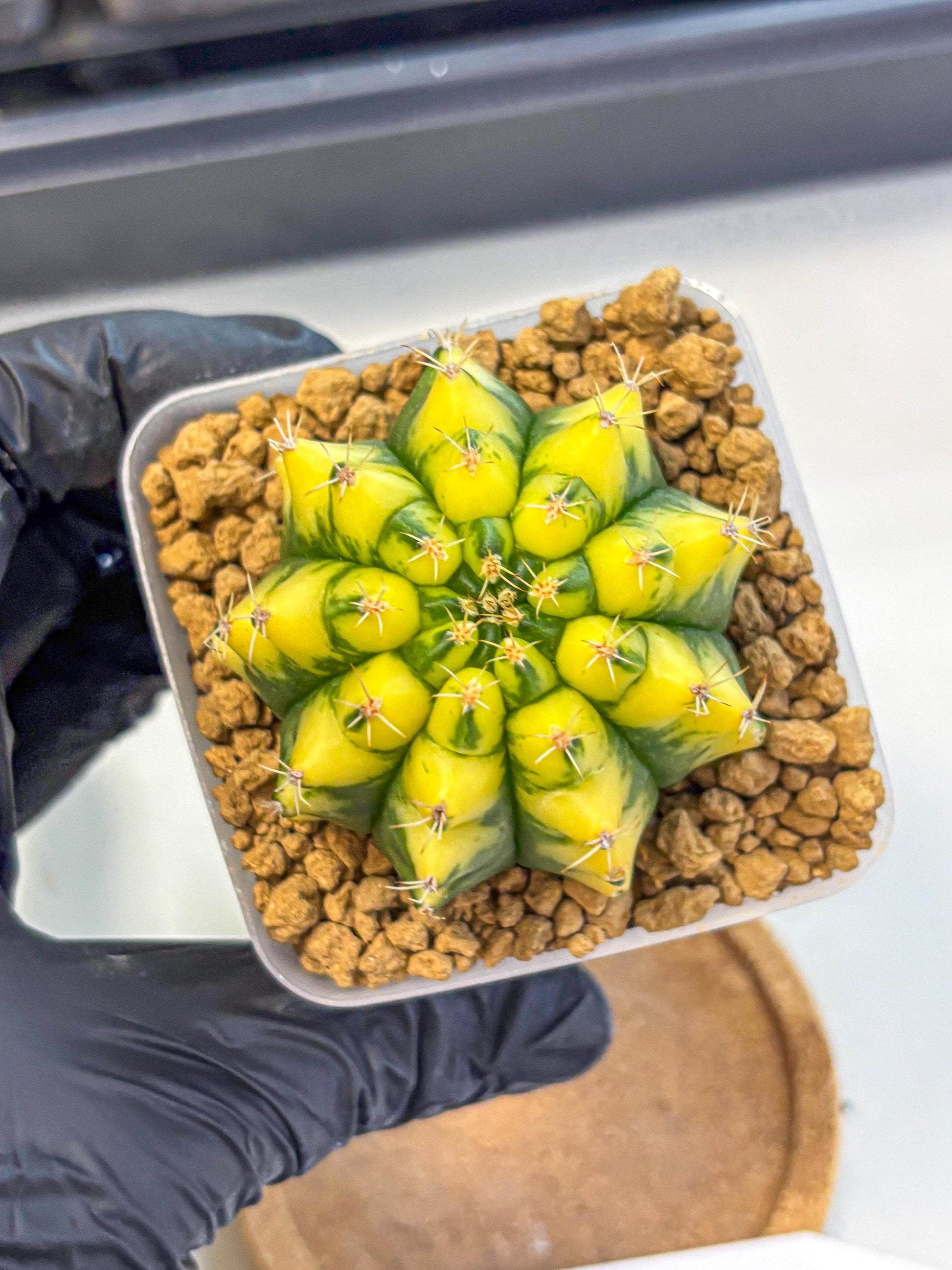 Gymnocalycium Pomelo (gy17) (01) | Collector’s Edition