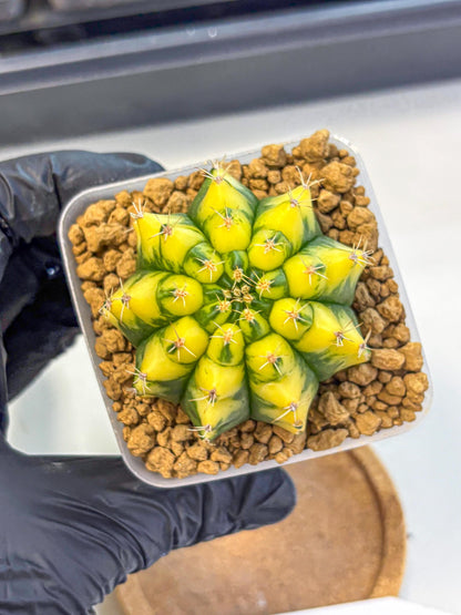 Gymnocalycium Pomelo (gy17) (01) | Collector’s Edition