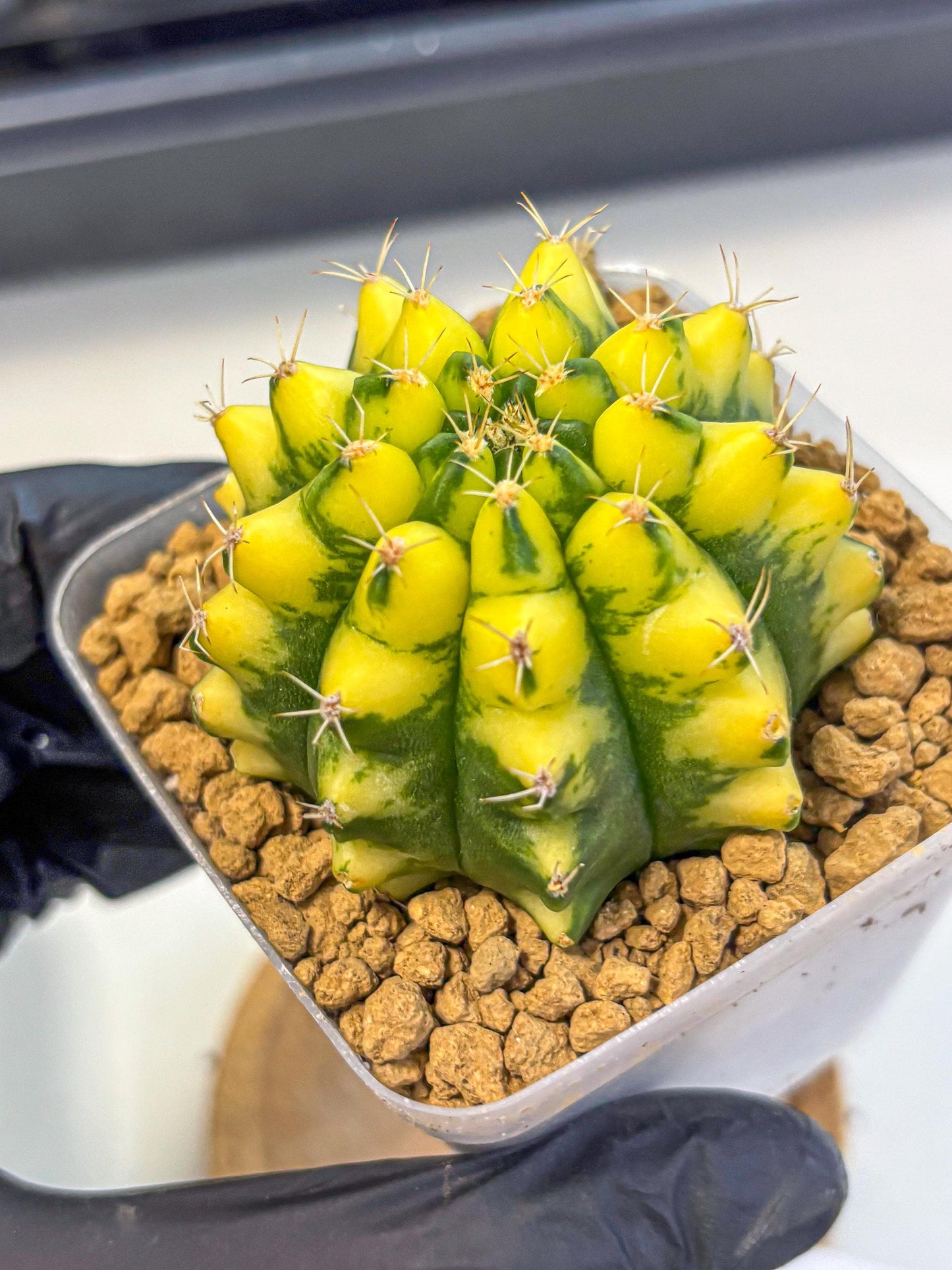 Gymnocalycium Pomelo (gy17) (01) | Collector’s Edition