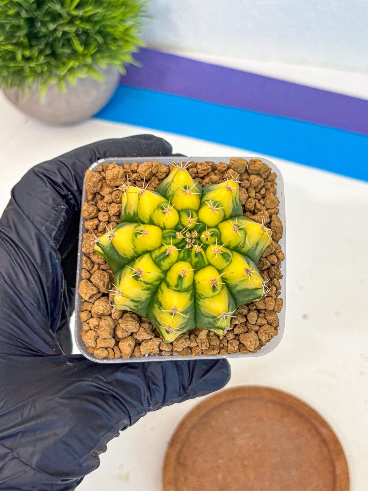 Gymnocalycium Pomelo (gy17) (01) | Collector’s Edition