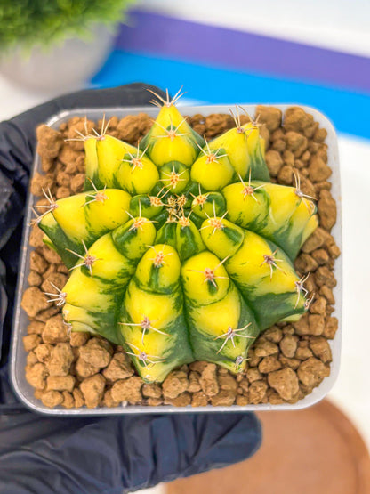 Gymnocalycium Pomelo (gy17) (01) | Collector’s Edition