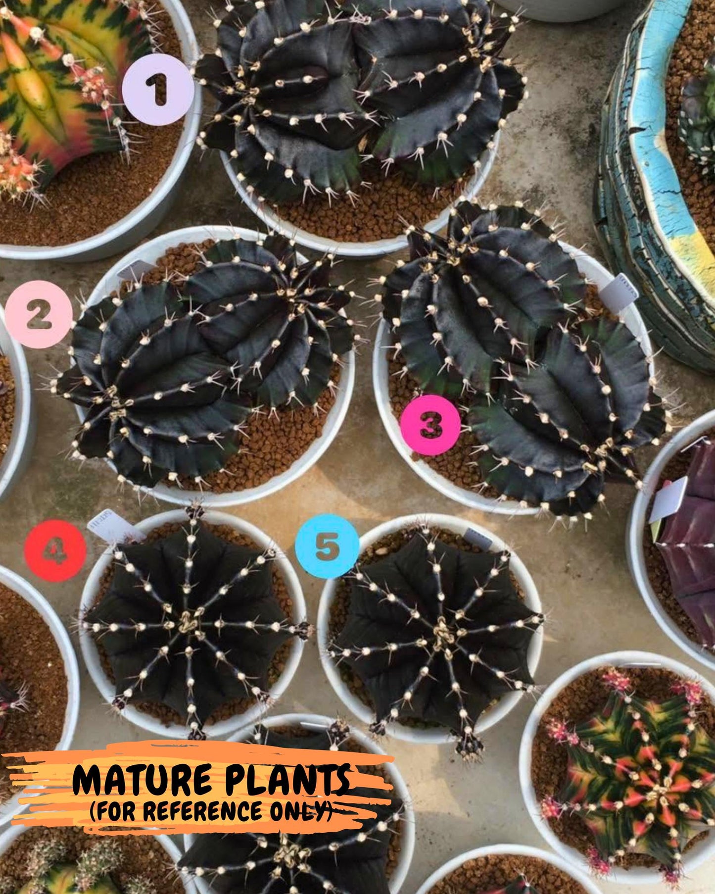Gymnocalycium oo (gy17) (bb) | Collector’s Edition