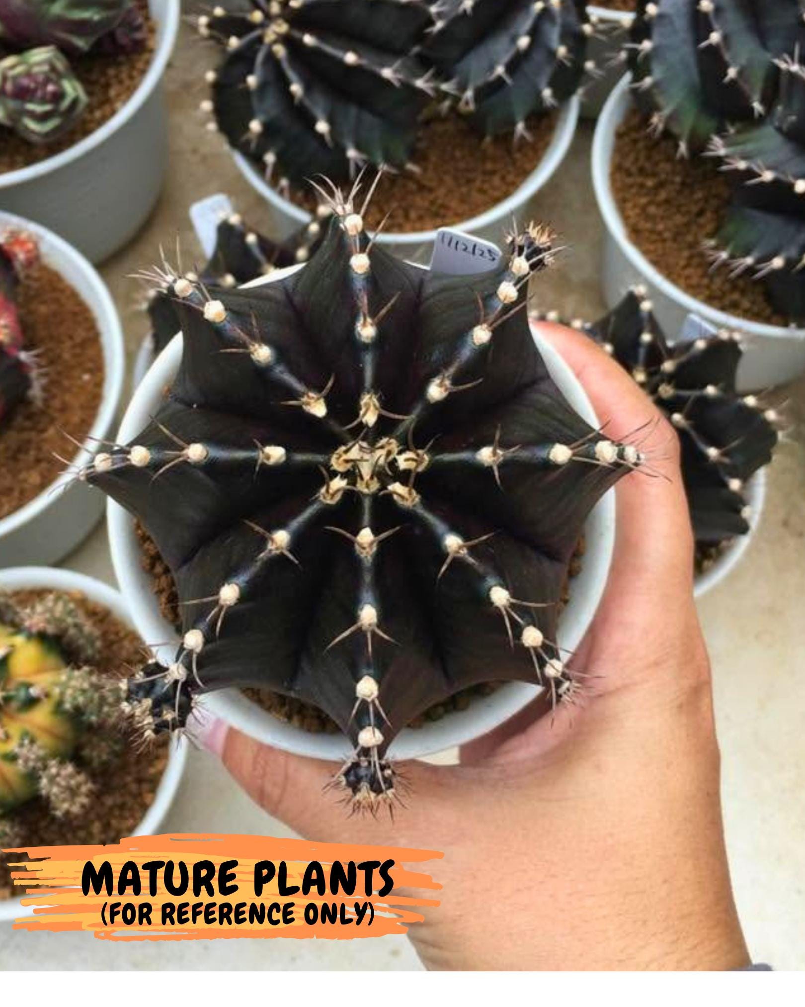 Gymnocalycium oo (gy17) (rr) | Collector’s Edition