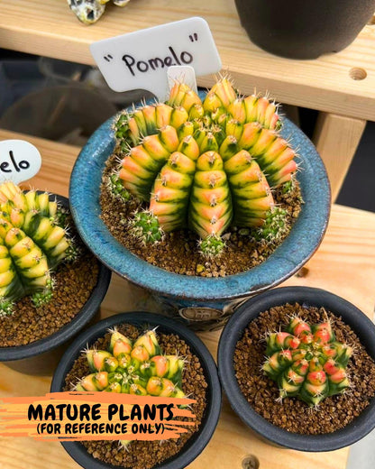 Gymnocalycium Pomelo (gy17) (yy) | Collector’s Edition
