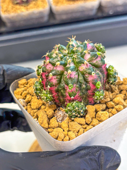 Gymnocalycium Larisa (gy17) (02) | Collector’s Edition