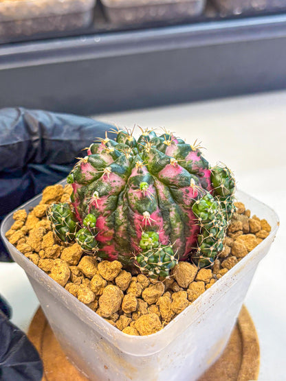 Gymnocalycium Larisa (gy17) (02) | Collector’s Edition