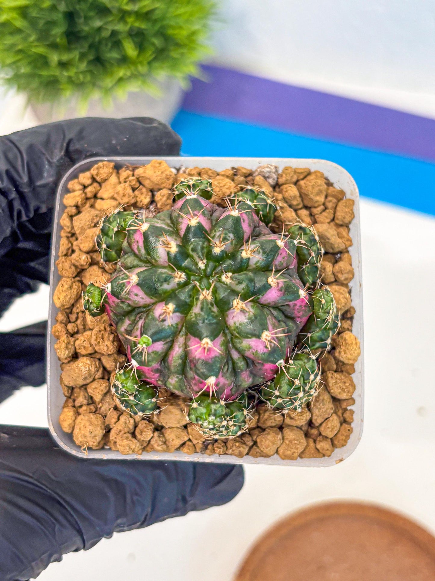 Gymnocalycium Larisa (gy17) (02) | Collector’s Edition