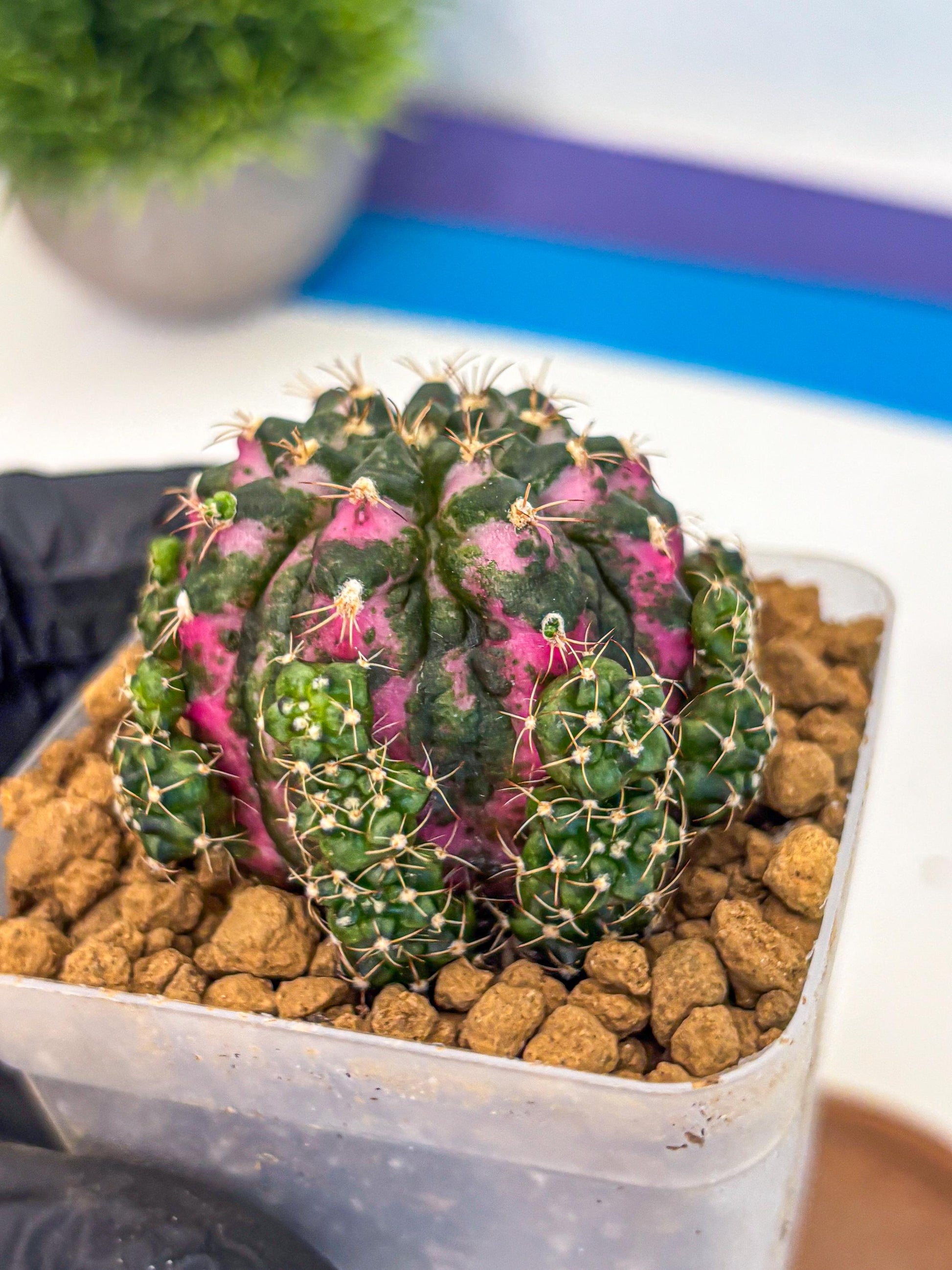 Gymnocalycium Larisa (gy17) (02) | Collector’s Edition