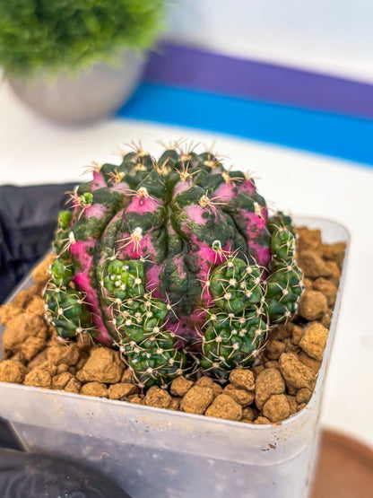 Gymnocalycium Larisa (gy17) (02) | Collector’s Edition