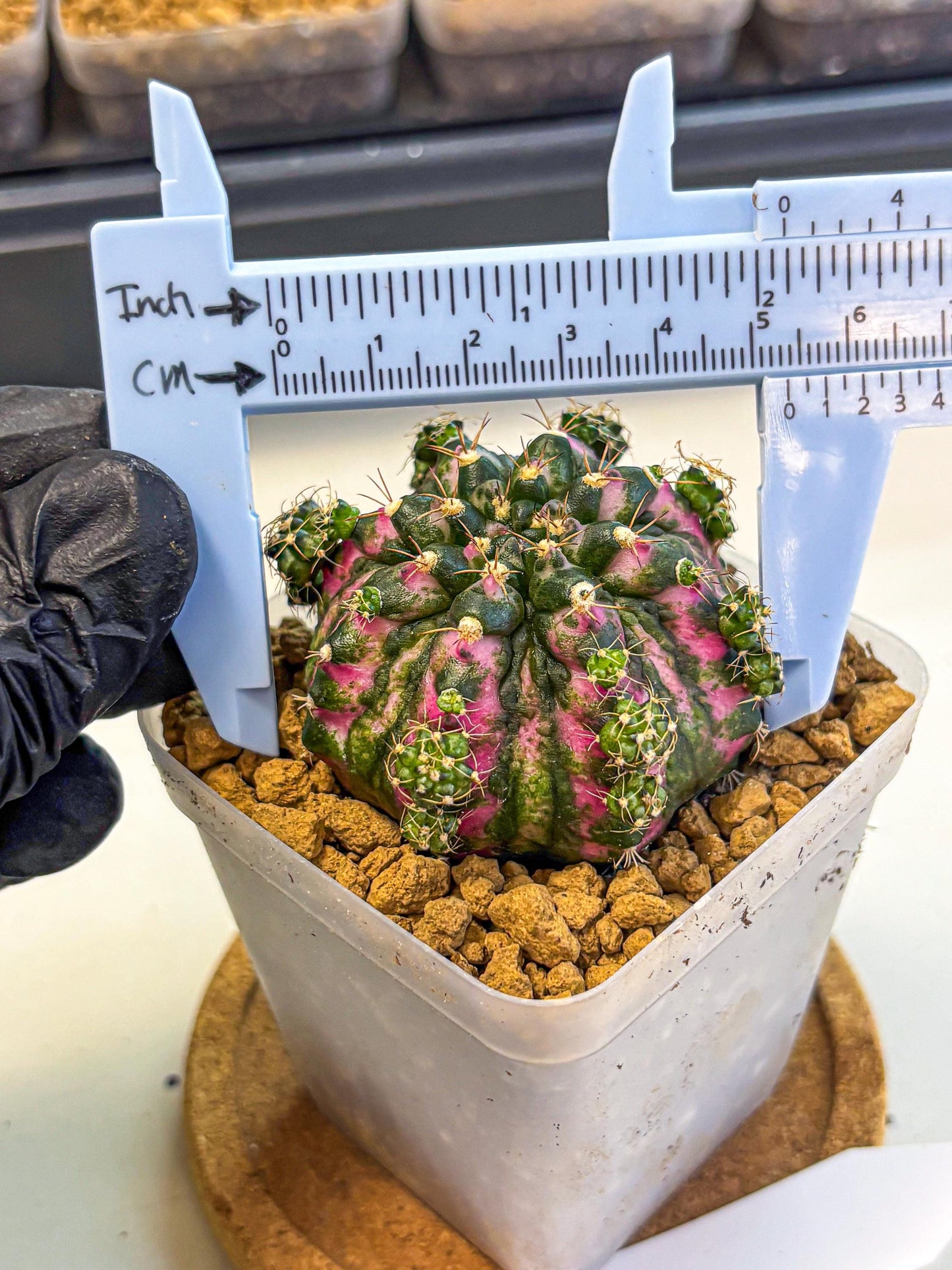 Gymnocalycium Larissa (gy17) (03) | Collector’s Edition