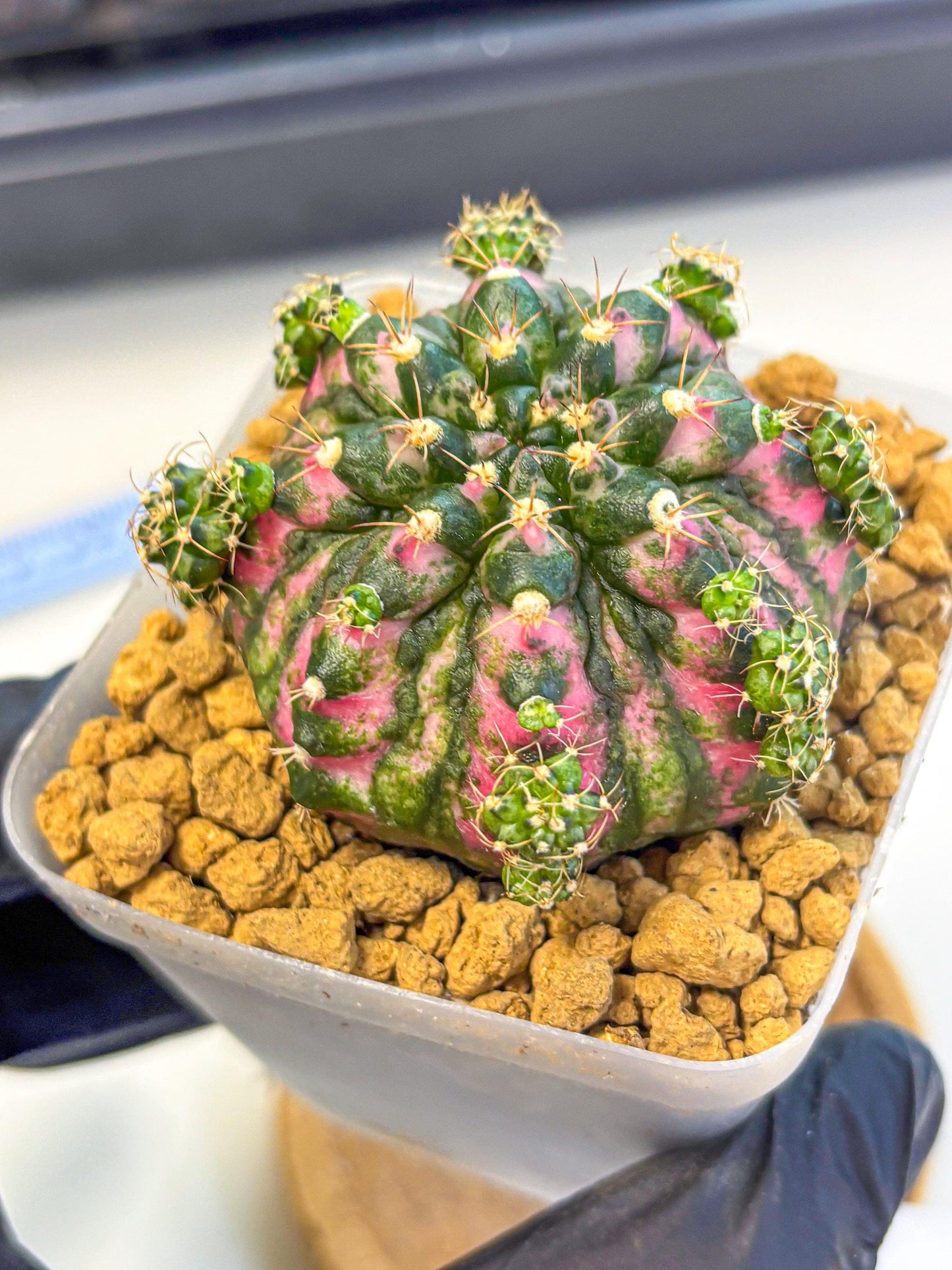 Gymnocalycium Larissa (gy17) (03) | Collector’s Edition